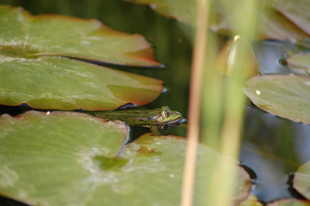 Frosch im Teich