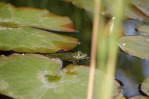 Frosch im Teich